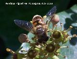 Mosca abeja - Eristalis tenax. Los Villares