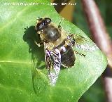 Mosca abeja - Eristalis tenax. Los Villares