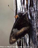 Mariposa banda acodada - Hipparchia alcyone. Santiago Pontones