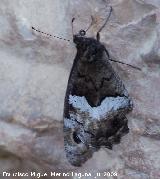 Mariposa banda acodada - Hipparchia alcyone. Otiar Jan