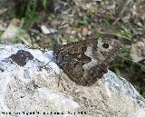 Mariposa banda acodada - Hipparchia alcyone. Otiar (Jan)