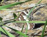 Mariposa banda acodada - Hipparchia alcyone. Segura