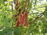 Falsa acacia - Robinia pseudoacacia. Prado Maguillo (Santiago Pontones)