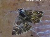 Mariposa ajedrezada menor - Pyrgus malvae. Ro Fro - Los Villares