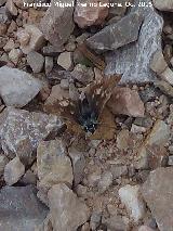 Mariposa ajedrezada menor - Pyrgus malvae. Cerro Artemisa - Pegalajar