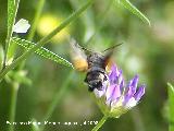 Polilla esfinge colibr - Macroglossum stellatarum. Segura