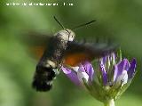 Polilla esfinge colibr - Macroglossum stellatarum. Segura