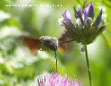 Polilla esfinge colibr - Macroglossum stellatarum. Segura