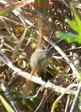 Polilla esfinge colibr - Macroglossum stellatarum. Arquillos