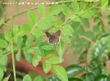 Mariposa barrena del geranio - Cacyreus marshalli. Navas de San Juan