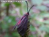 Zigena infausta - Zygaena infausta. Segura