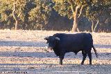 Toro - Bos taurus. Sierra de Andjar