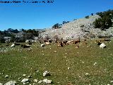 Toro - Bos taurus. Vacas en los Campos de Hernn Perea - Santiago Pontones