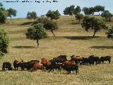 Toro - Bos taurus. Puerto Laca - Santisteban del Puerto