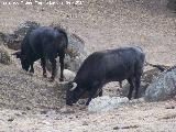 Toro - Bos taurus. Sierra de Andjar