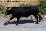 Toro - Bos taurus. Pontones