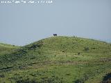 Toro - Bos taurus. Vacas. Andjar