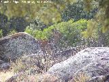 Ciervo - Cervus elaphus. Sierra de Andjar