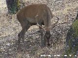 Ciervo - Cervus elaphus. Sierra de Andjar