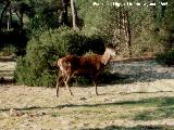 Ciervo - Cervus elaphus. Coto de Doana