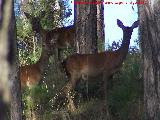 Ciervo - Cervus elaphus. Los Anchos - Santiago Pontones