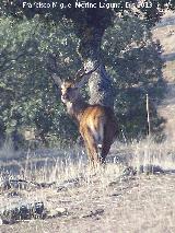 Ciervo - Cervus elaphus. Navas de San Juan