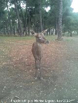 Ciervo - Cervus elaphus. El Vaquerizo - Castellar