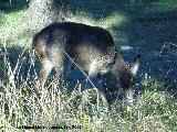 Ciervo - Cervus elaphus. Cierva. Vereda de las Sepulturas - Andjar