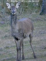 Ciervo - Cervus elaphus. Cierva. Vereda de las Sepulturas - Andjar