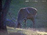 Ciervo - Cervus elaphus. Vereda de las Sepulturas - Andjar