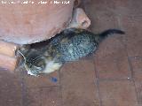 Gato - Felis silvestris catus. Casa de las Campanas - Crdoba