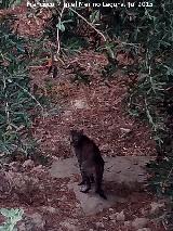 Gato - Felis silvestris catus. Camino de los Molinos - Los Villares