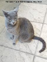 Gato - Felis silvestris catus. Los Villares