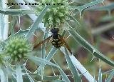 Mosca avispa - Chrysotoxum intermedium. Segura