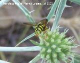 Mosca avispa - Chrysotoxum intermedium. Segura