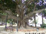 Ficus de hoja grande - Ficus elastica. Parque Canalejas - Alicante
