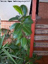 Ficus de hoja grande - Ficus elastica. Navas de San Juan