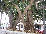 Ficus de hoja grande - Ficus elastica. Tronco. Plaza de San Francisco - Cartagena