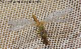 Liblula flecha - Sympetrum fonscolombii. Hembra. Los Villares