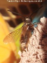 Abeja de antenas largas - Eucera longicornis. Los Villares