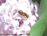 Abeja de antenas largas - Eucera longicornis. Navas de San Juan