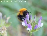 Abejorro de los prados - Bombus pratorum. Segura