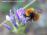 Abejorro de los prados - Bombus pratorum. Segura