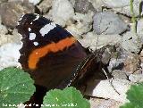 Mariposa vulcana - Vanessa atalanta. Alhama de Granada