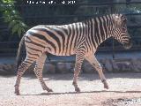 Cebra - Equus quagga. Zoo de Crdoba