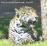 Jaguar - Pantera Onca. Crdoba