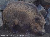 Jabal albar - Sus scrofa castilianus. Crdoba