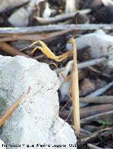 Mantis religiosa