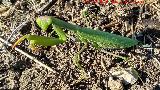 Mantis religiosa - Mantis religiosa. La Yedra - Los Villares