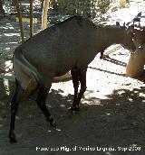 Nilgo - Boselaphus tragocamelus. Crdoba